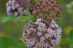 Asclepias 'Syriaca'